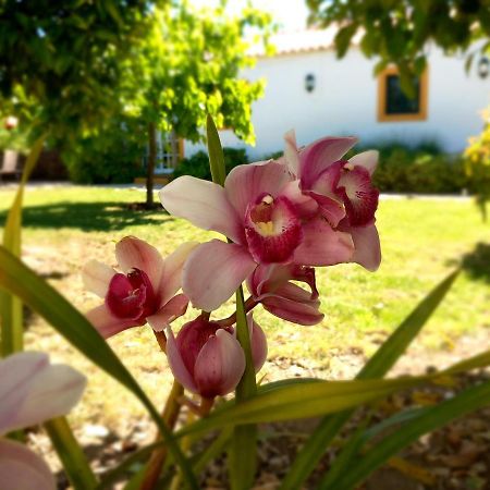 O Ninho Do Rei Διαμέρισμα Vila de Rei Εξωτερικό φωτογραφία